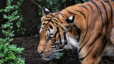 Vahşi doğada çekilmiş kedi fotoğrafları